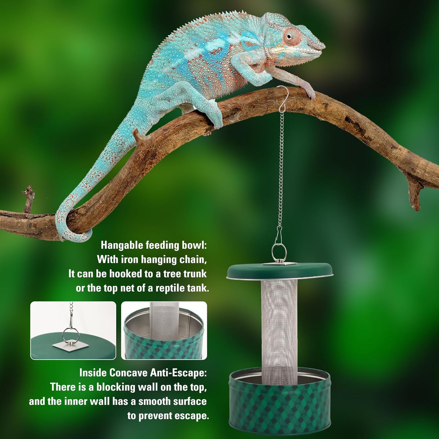 Sakallı Ejderha Besleyici Buka - Water Dish Reptile incelemesi ve fiyatı